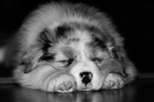 dog-1127486_960_720