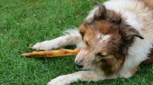 dog-184332_960_720