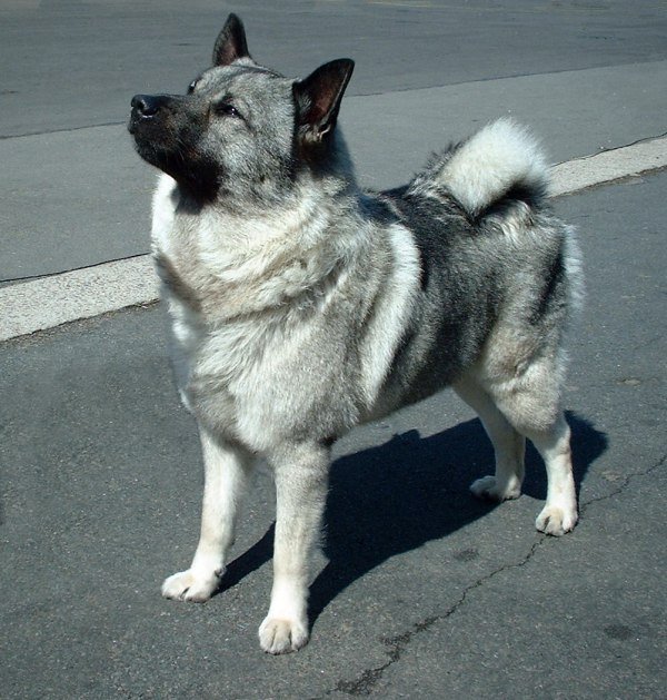 norwegian_elkhound