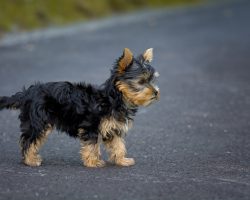 En yorkshireterrier