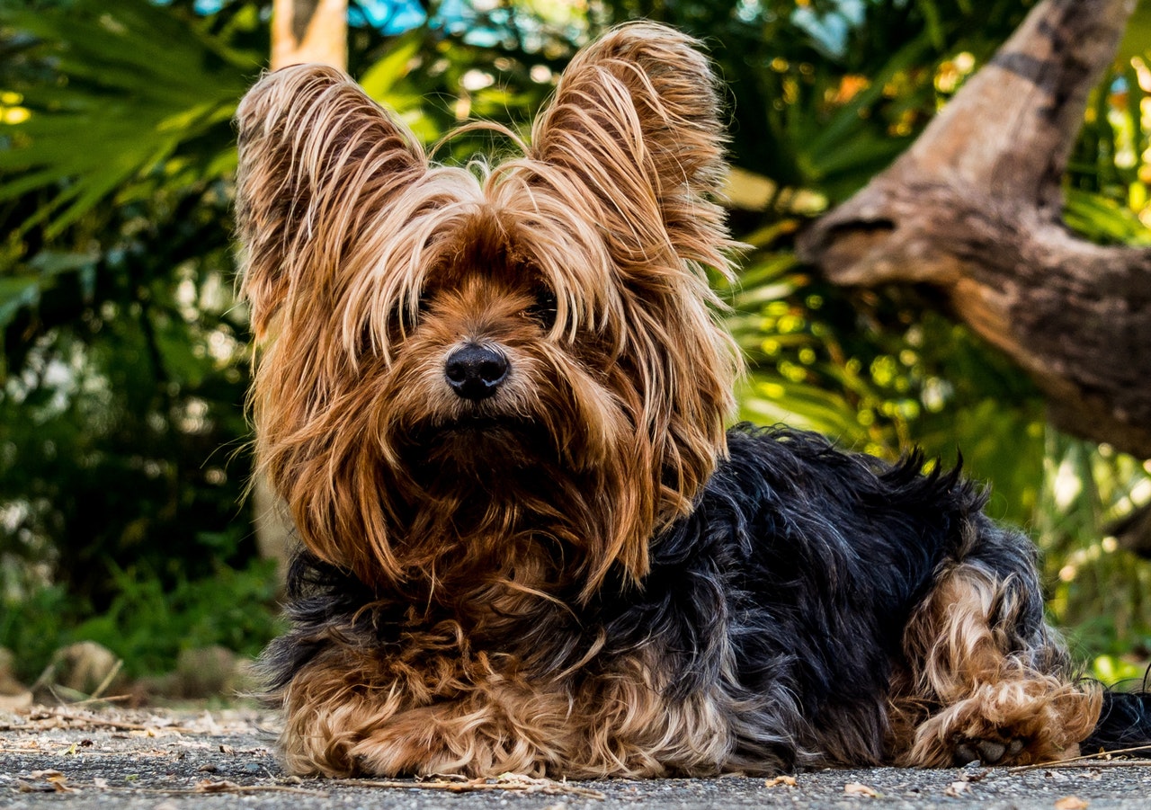 Terrier med lång päls
