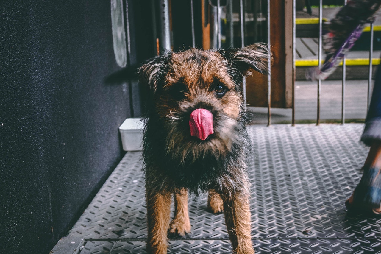 Borderterriern är en familjehund